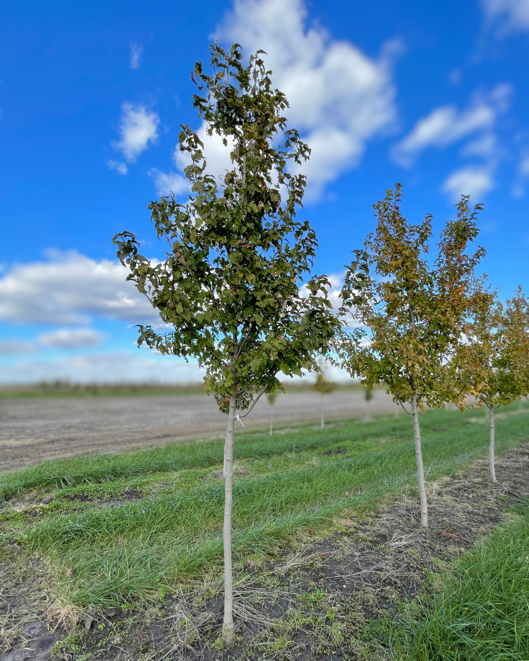 Single-trunk Ruby Slippers with green leaves growing at the nursery.
